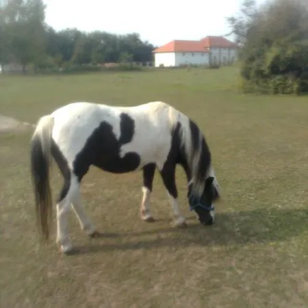 Nyirfaliget Lovaskemping Es Turistahaz Camping