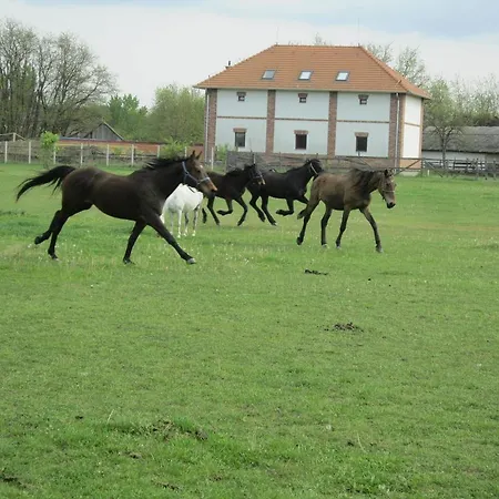 Camping Nyirfaliget Lovaskemping Es Turistahaz