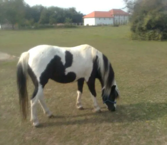 Nyirfaliget Lovaskemping Es Turistahaz אתר קמפינג